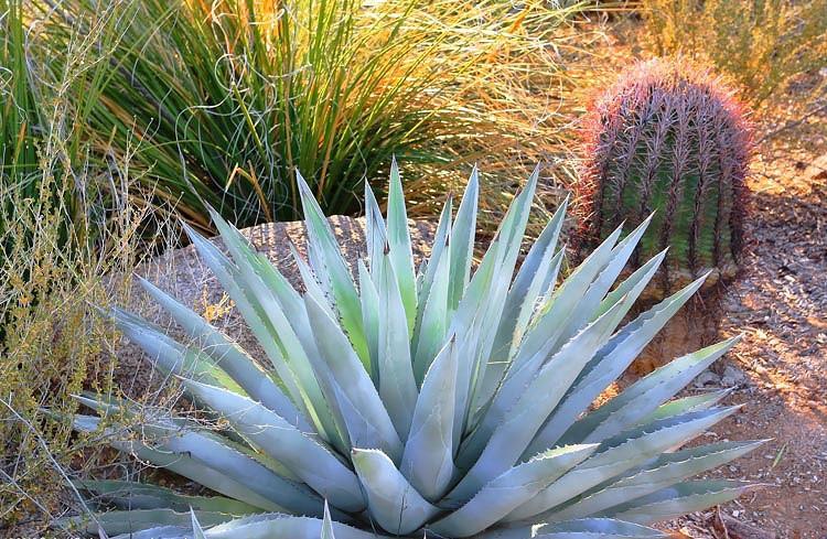 Agave chrysantha, Golden Flowered Century Plant, Golden Flowered Agave, Agave palmeri subsp. chrysantha, Agave palmeri var. chrysantha,Gray Agave, Drought tolerant plant, Cold hardy agave, Hardy agave